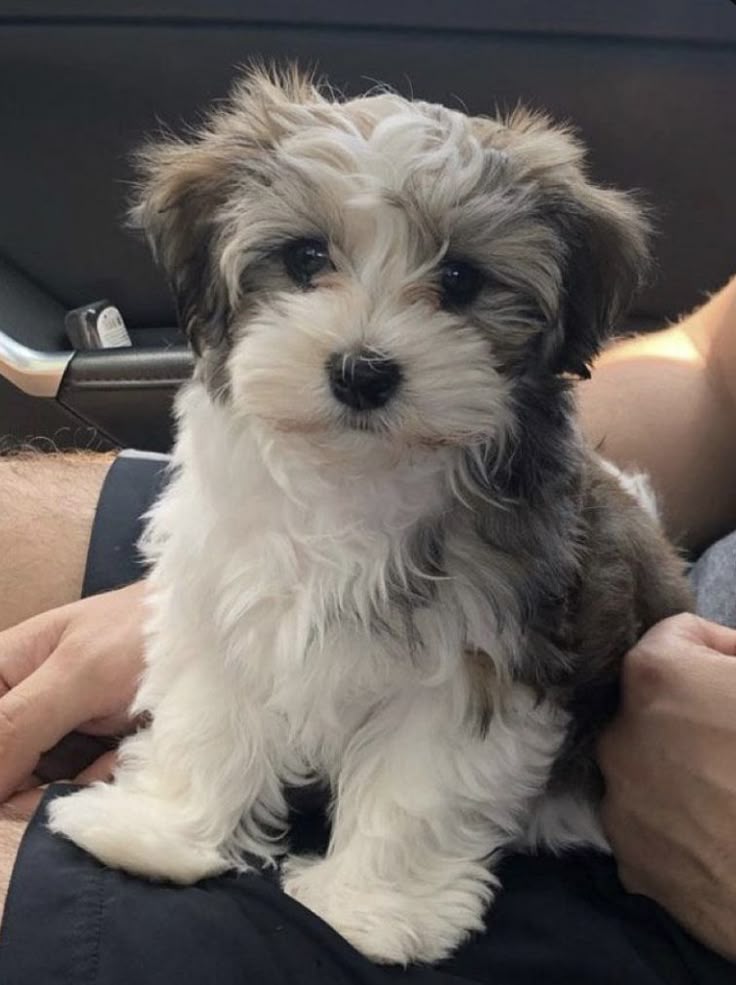 Havanese