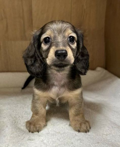 Dachshund