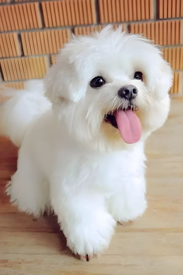 Havanese