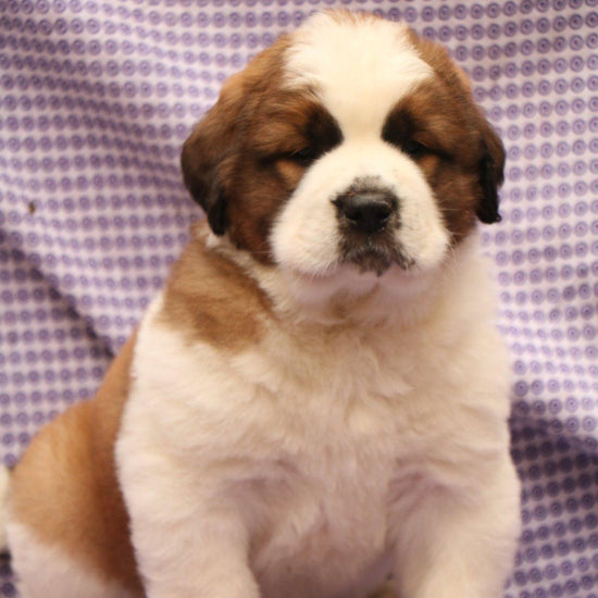 Saint Bernard-Dav Pet Lovers