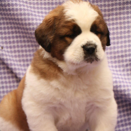 Saint Bernard-Dav Pet Lovers