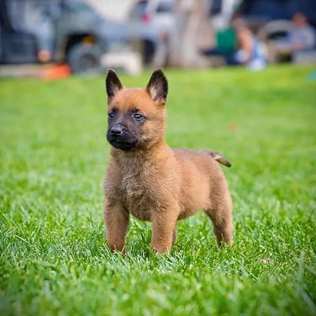 Belgian Melinois