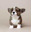 Cardigan Welsh Corgi