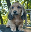 Dachshund