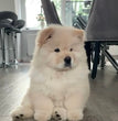Alaskan Malamute