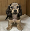 Dachshund