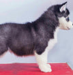 Siberian Husky-Dav pet Lovers