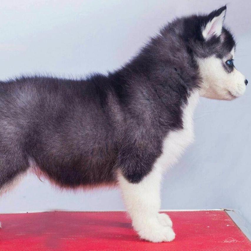 Siberian Husky-Dav pet Lovers