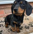 Dachshund