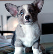 Cardigan Welsh Corgi