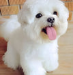 Havanese