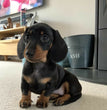 Dachshund
