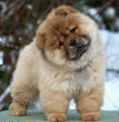 Chow Chow