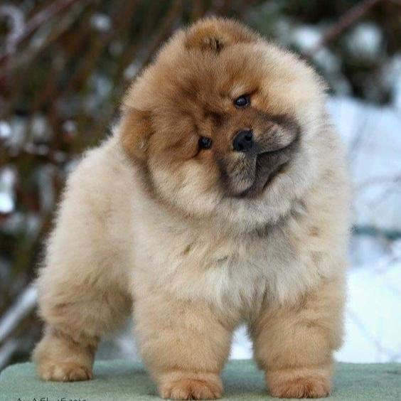 Chow Chow