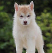 Siberian Husky-Dav pet Lovers