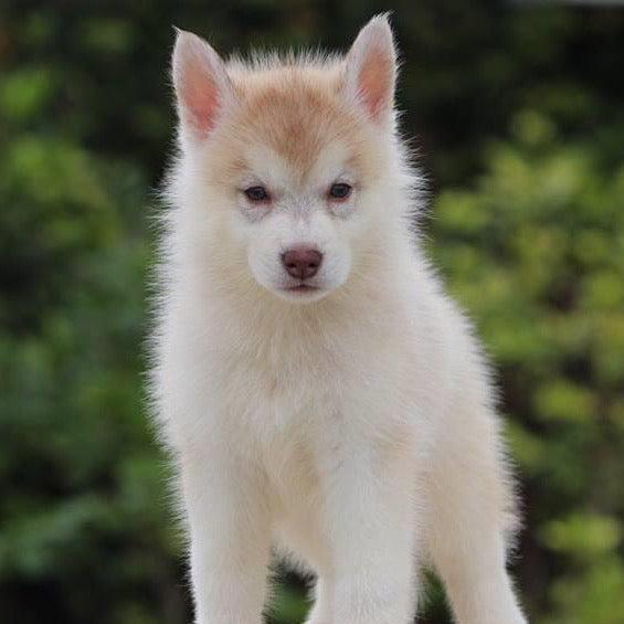 Siberian Husky-Dav pet Lovers