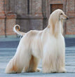AFGHAN HOUND