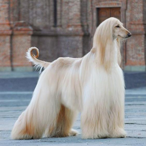 AFGHAN HOUND