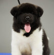 Akita Puppy 