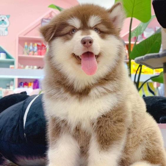  Alaskan Malamute Puppy