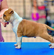American Staffordshire Terrier - Dav Pet Lovers