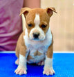 American Staffordshire Terrier - Dav Pet Lovers