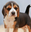 BEAGLE PUPPY