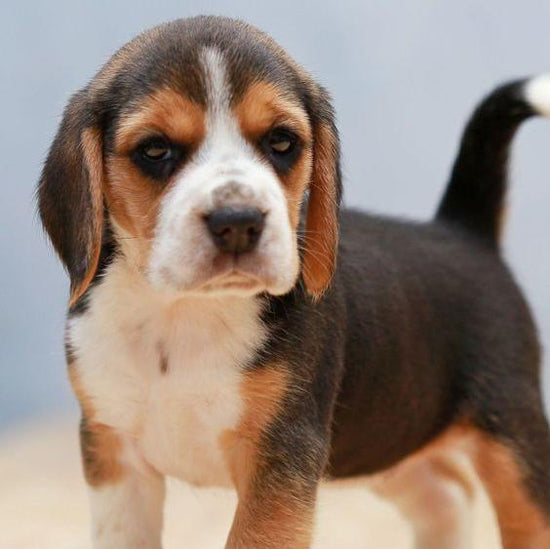 BEAGLE PUPPY