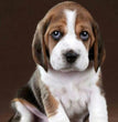 BEAGLE PUPPY