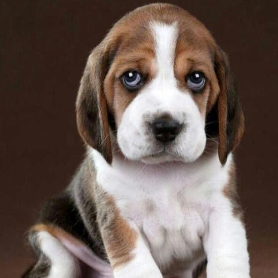 BEAGLE PUPPY