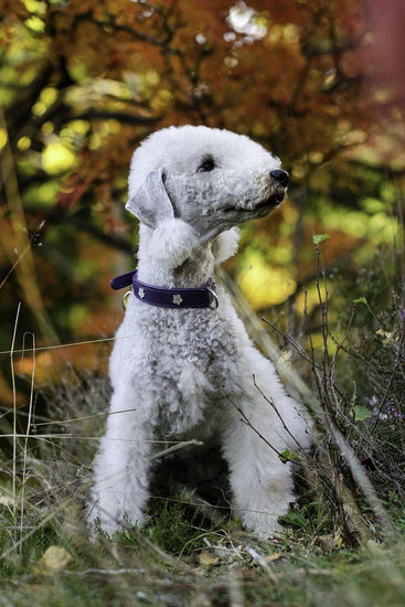 Bedlington Terrier - Dav Pet Lovers