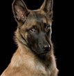 Belgian Malinois