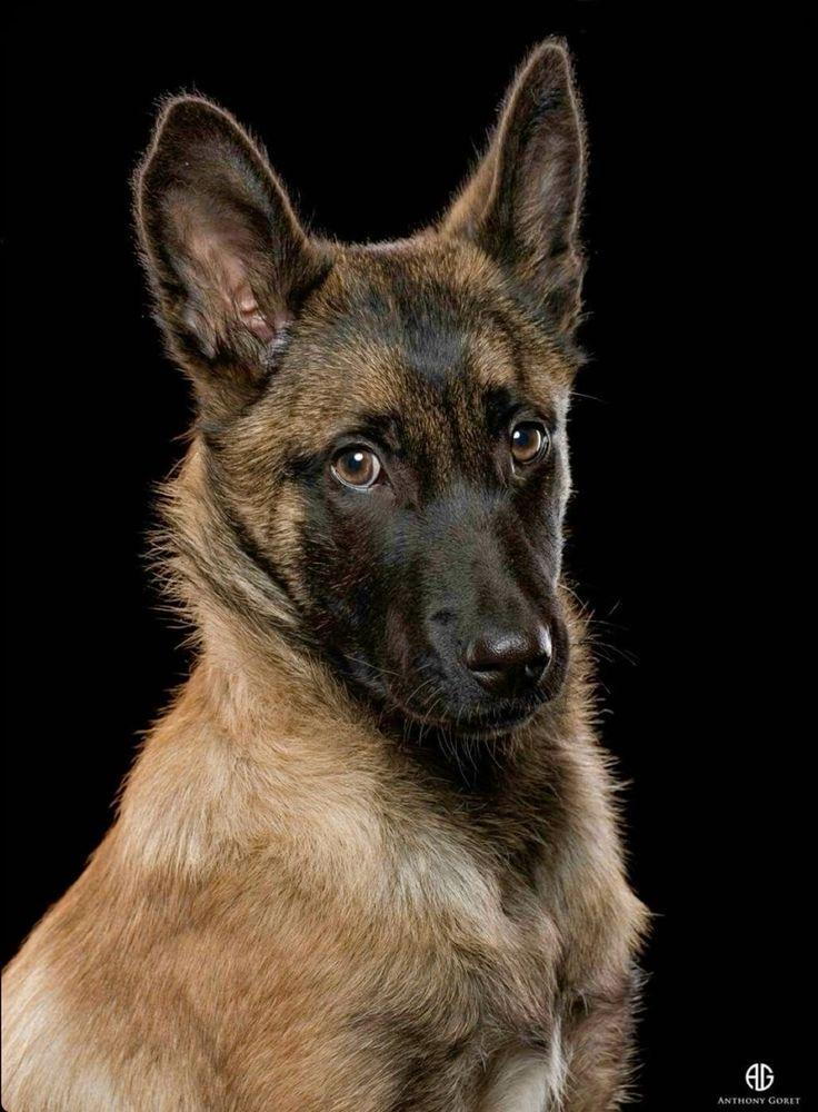 Belgian Malinois