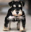 Miniature Schnauzer-Dav Pet Lovers