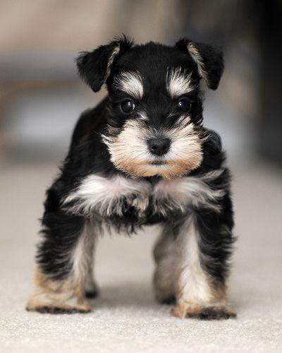 Miniature Schnauzer-Dav Pet Lovers