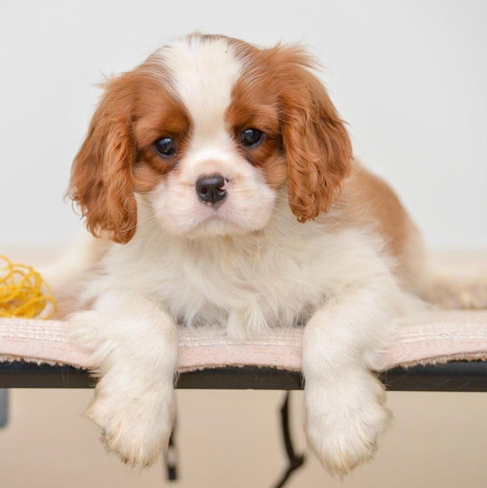 Cavalier King Charles - Dav Pet Lovers