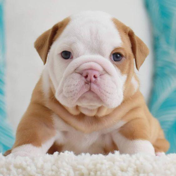 ENGLISH BULLDOG-DAV PET LOVER