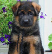 GERMAN SHEPHARD-DAV PET LOVERS