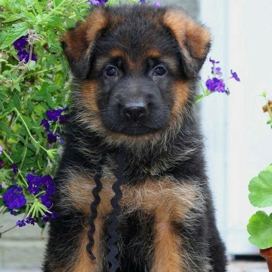 GERMAN SHEPHARD-DAV PET LOVERS