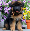 GERMAN SHEPHARD-DAV PET LOVERS