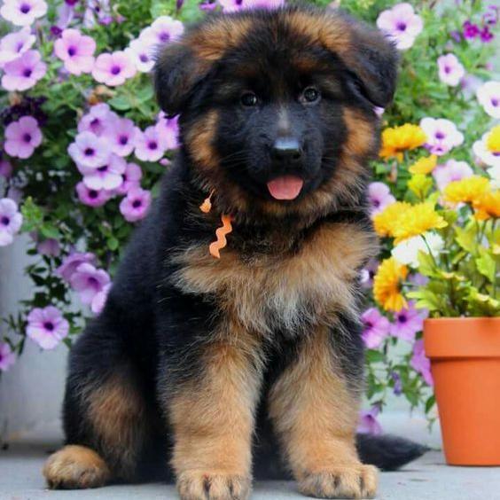 GERMAN SHEPHARD-DAV PET LOVERS