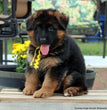 German Shepherd