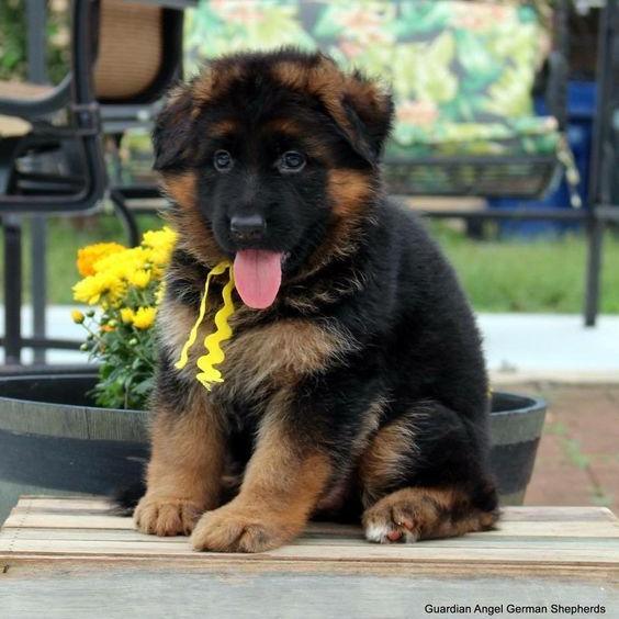 German Shepherd