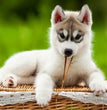 Siberian Husky-Dav pet Lovers