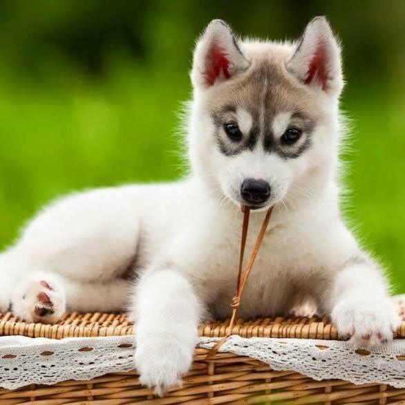 Siberian Husky-Dav pet Lovers