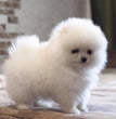 Toy Pom-Dav Pet Lovers