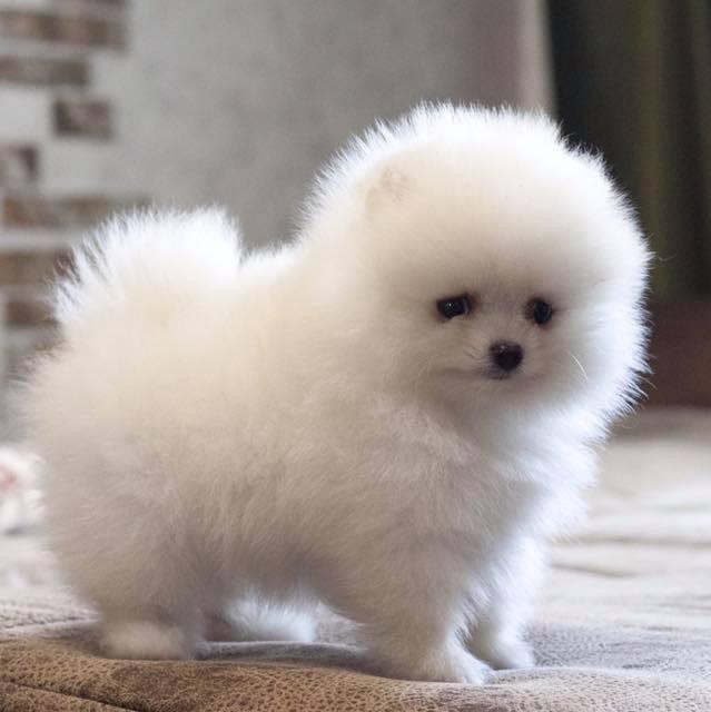 Toy Pom-Dav Pet Lovers