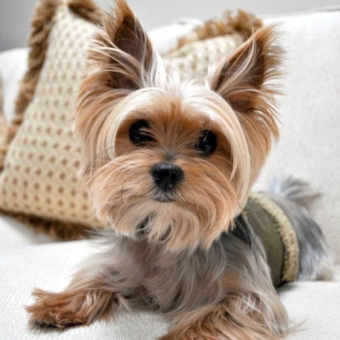 Yorkshire Terrier