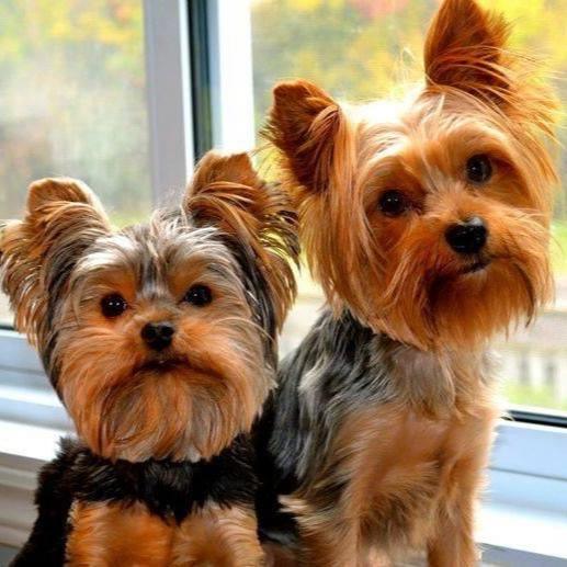 Yorkshire Terrier