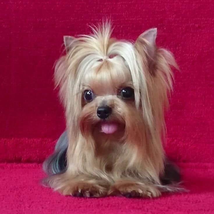 Yorkshire Terrier